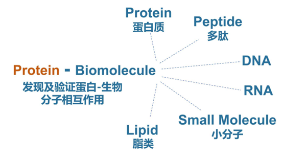 蛋白质作用.png