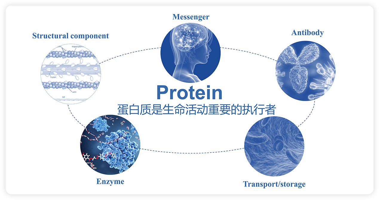 Protein-1.png